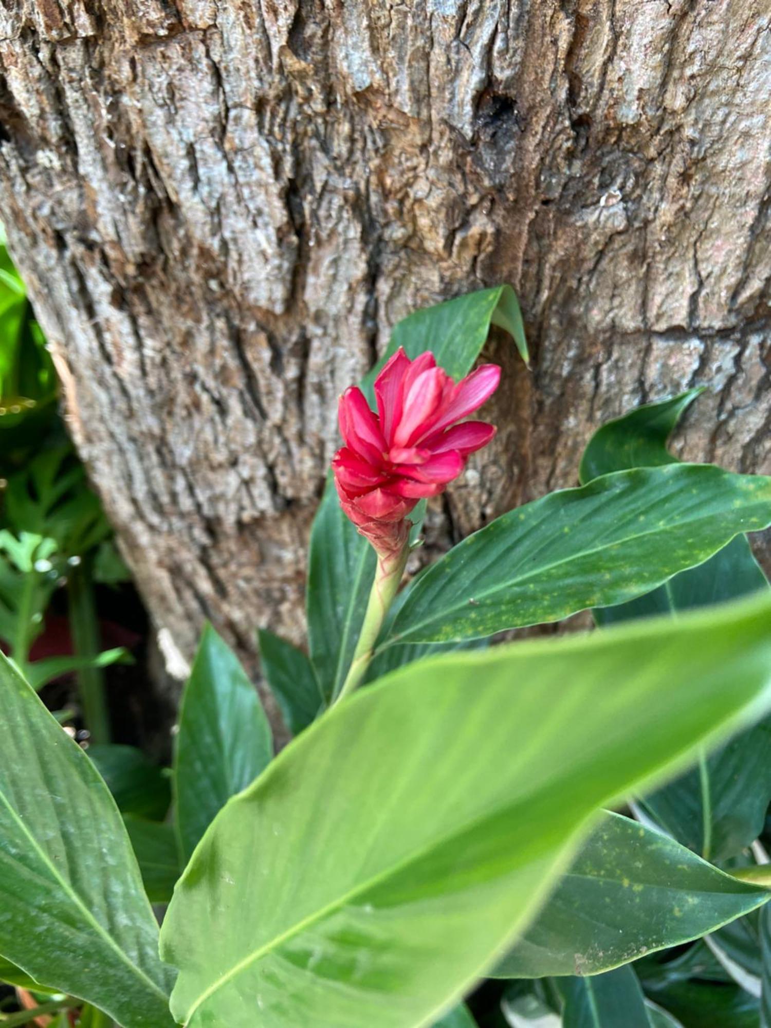 Casa Jaguar Boutique